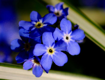 forget-me-nots forget-me-nots